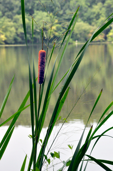 Cattails